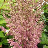 Astilbe chinensis 'Little Vision in Purple'